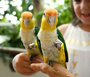 Camp at the Rainforest in Green Planet Dubai: Sleep Among 3,000 Animals and Plants
