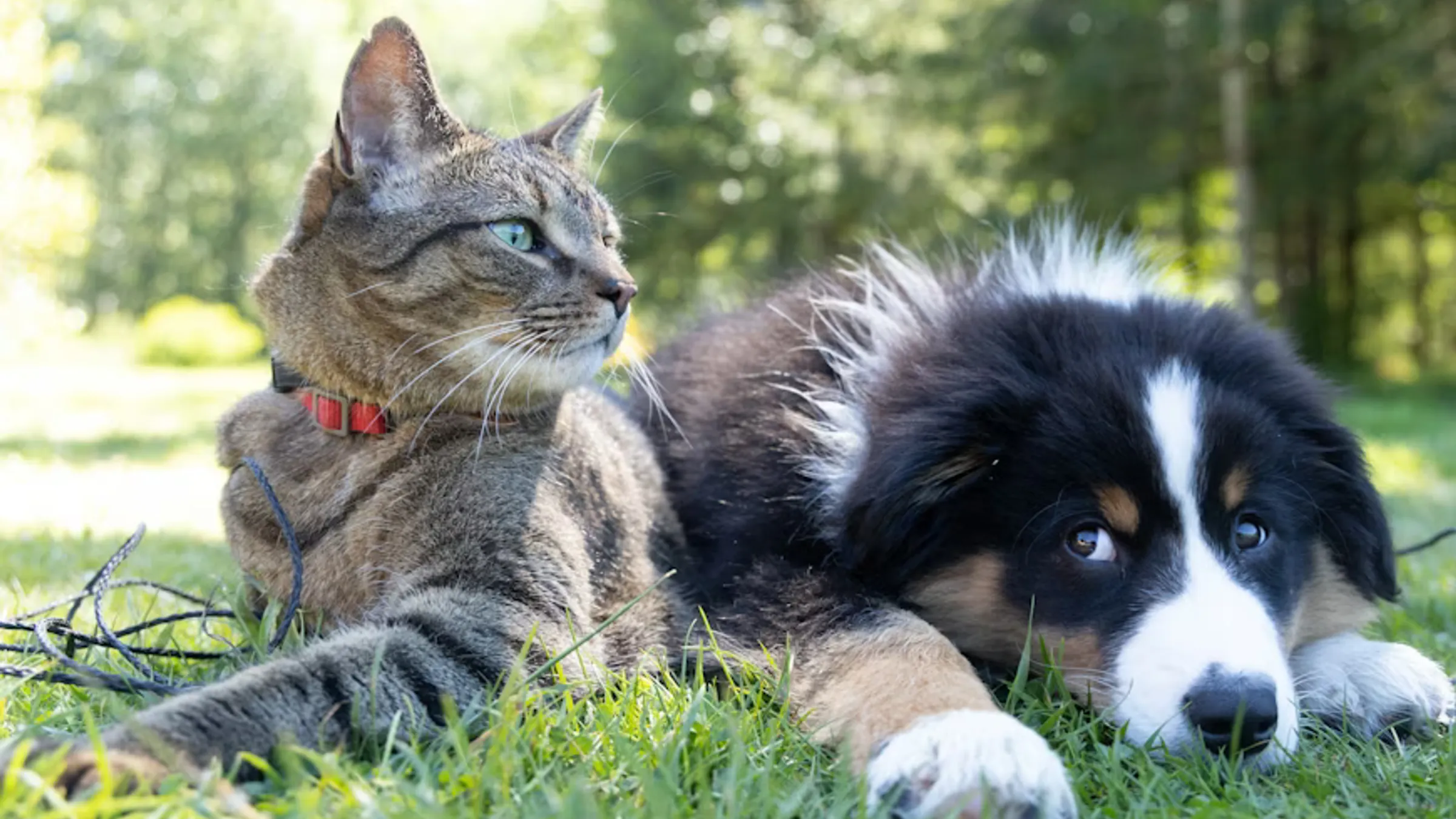 Win AED 10,000 or a Mercedes-Benz Just by Sharing Your Pet’s Story