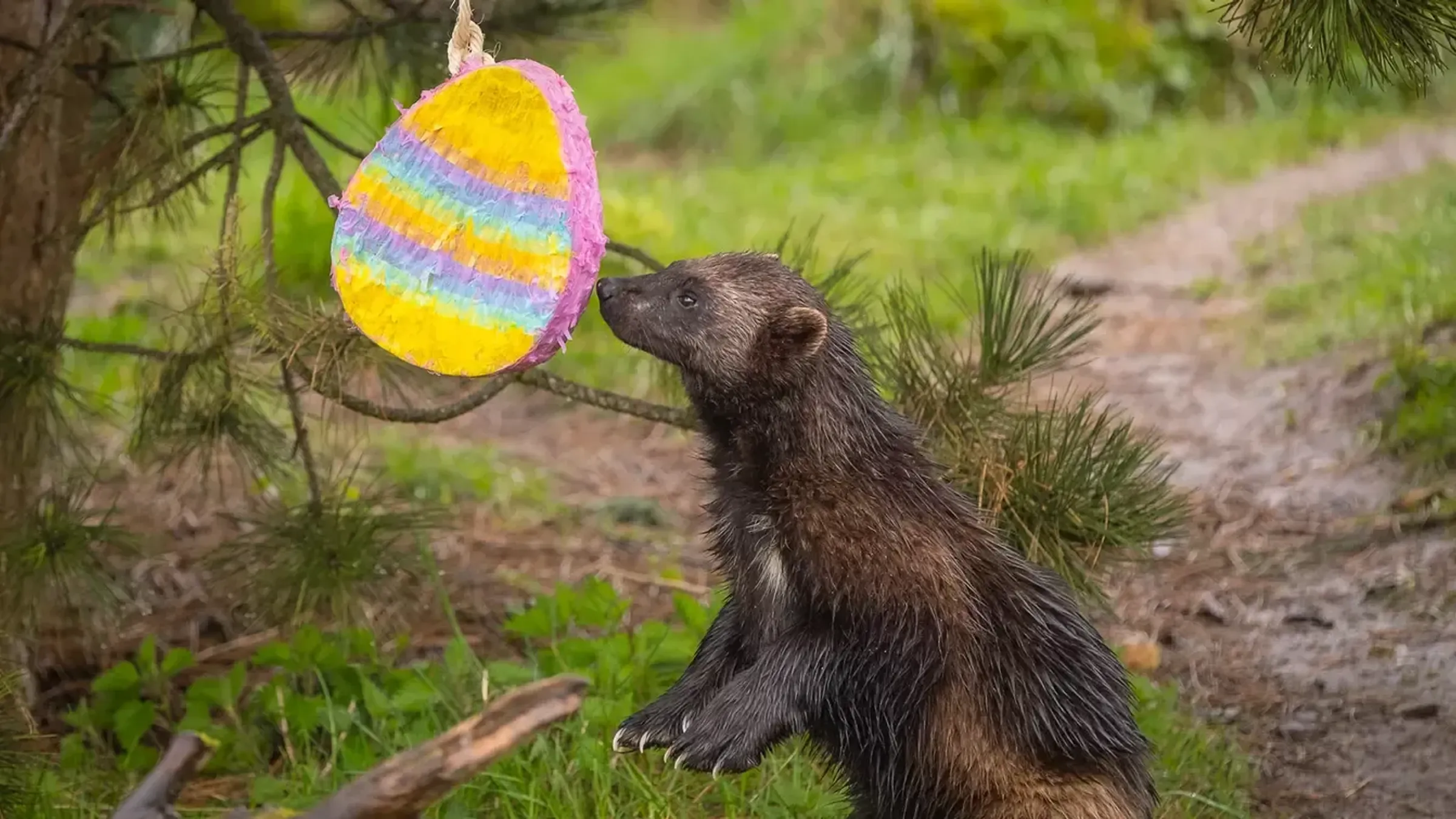 a furry animal looking at a pinata