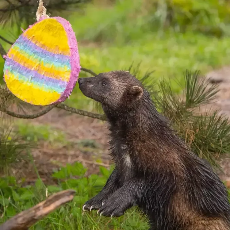 Whipsnade Zoo Easter Egg Hunt 2026: A Complete Guide